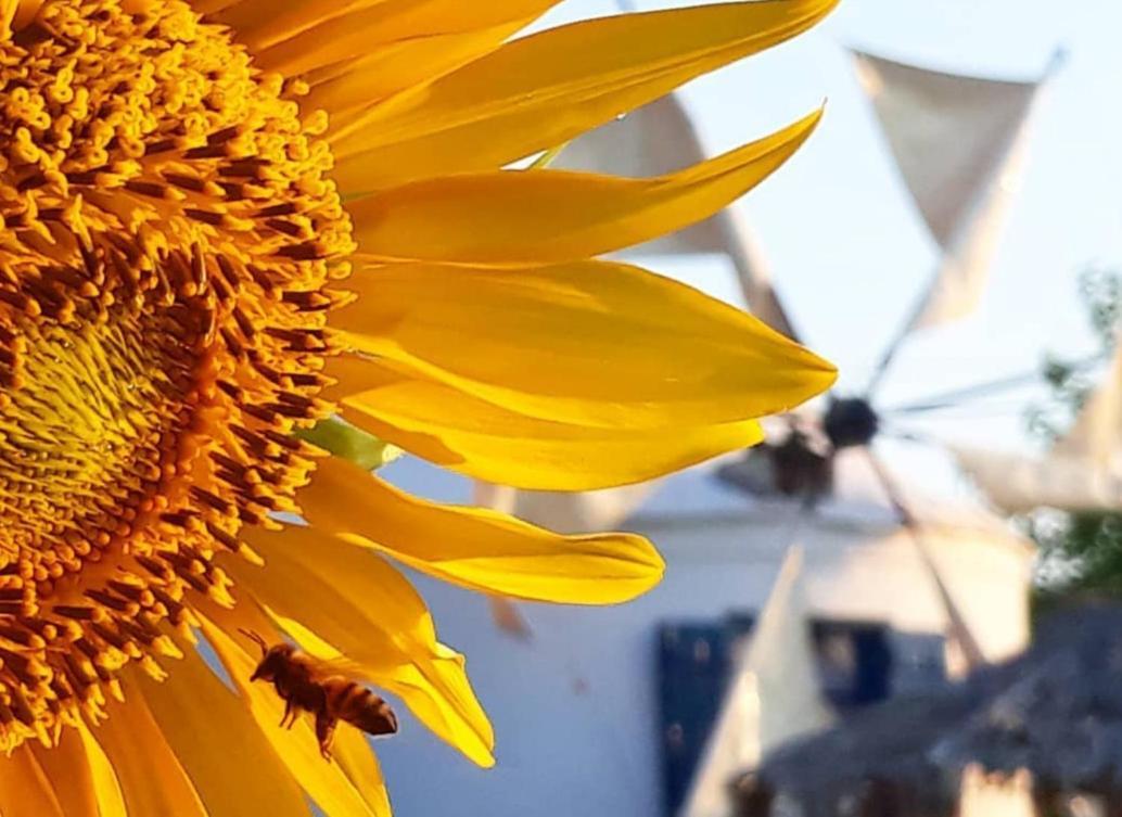 Anemomilos Studios Gerani (Chania) Exterior foto